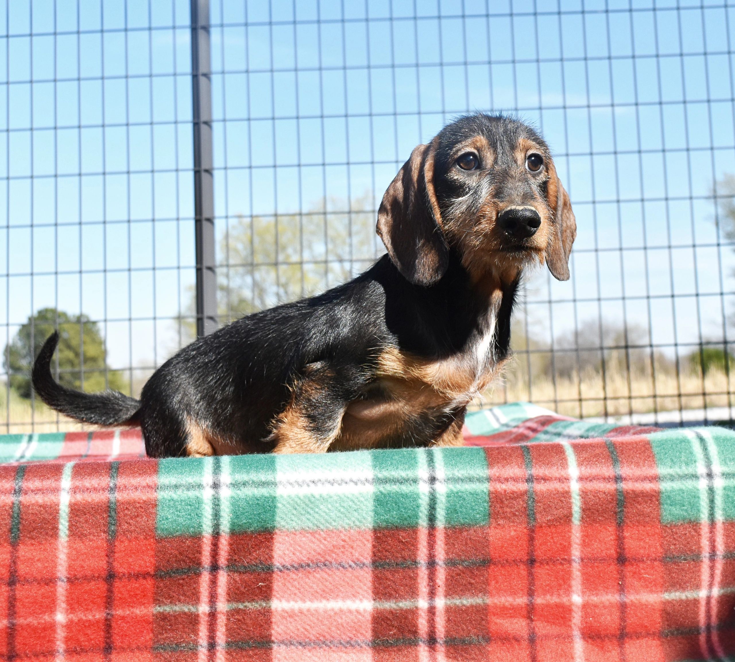 Mabry Kennels LLC Dachshunds for Sale, Dachshund Puppies Illinois